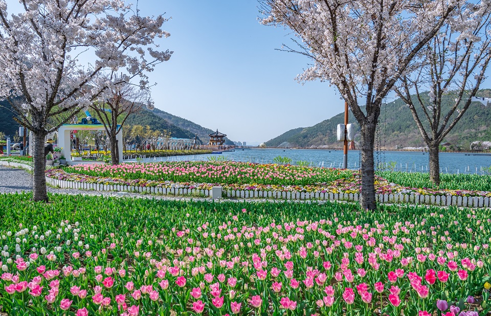 daegu-ogyeonji-songhae-park-tulip-01.jpg