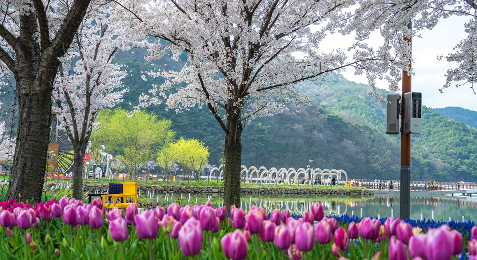 daegu-ogyeonji-songhae-park-tulip-02.jpg