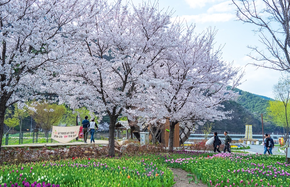 daegu-ogyeonji-songhae-park-tulip-03.jpg
