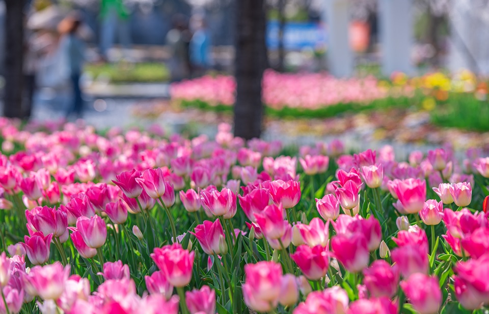 daegu-ogyeonji-songhae-park-tulip-05.jpg