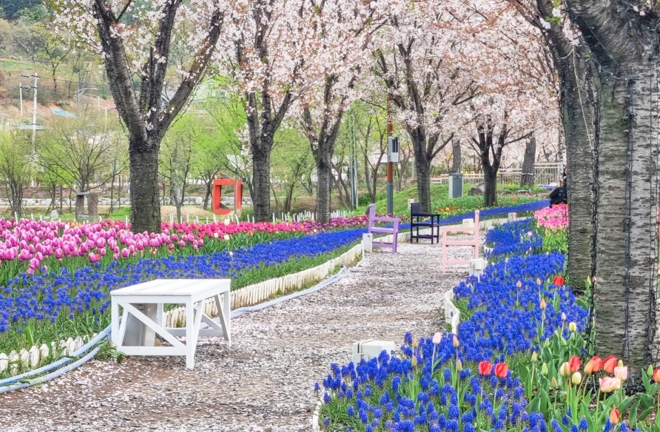 daegu-ogyeonji-songhae-park-tulip-011.jpg
