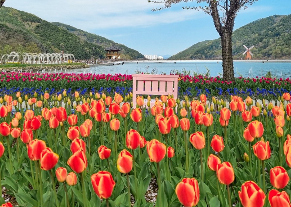 daegu-ogyeonji-songhae-park-tulip-012.jpg