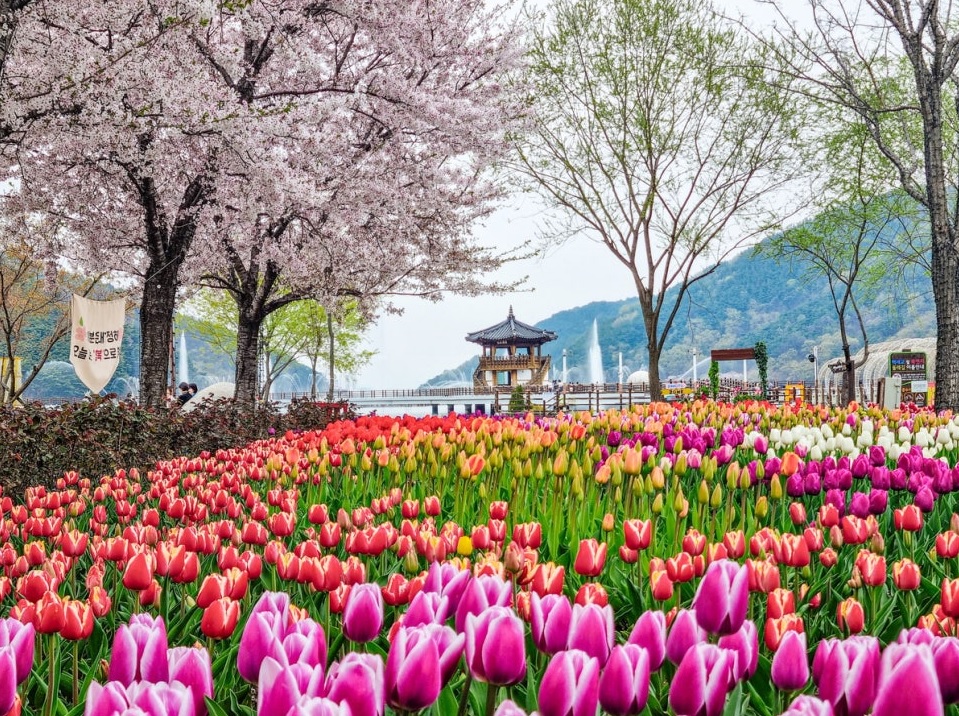 daegu-ogyeonji-songhae-park-tulip-013.jpg